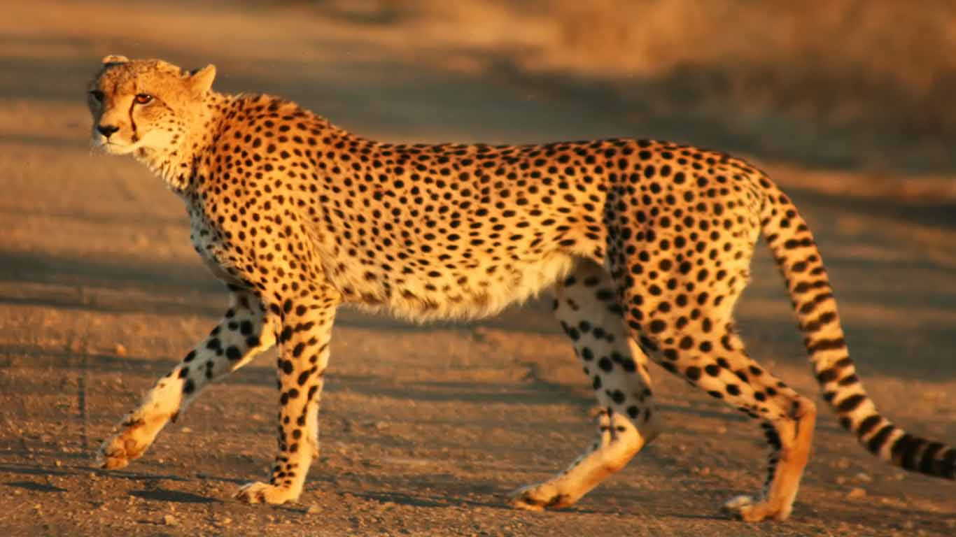 Cheetah