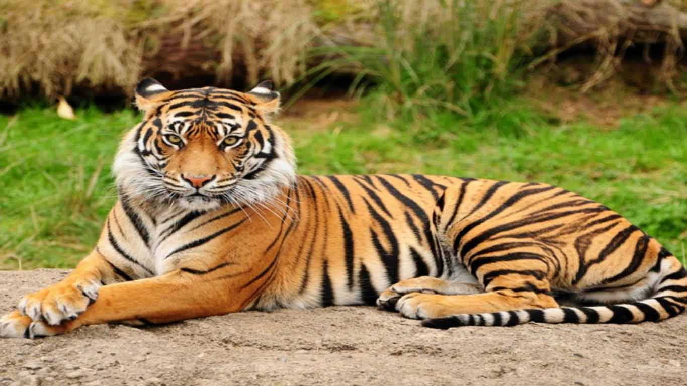 Harimau