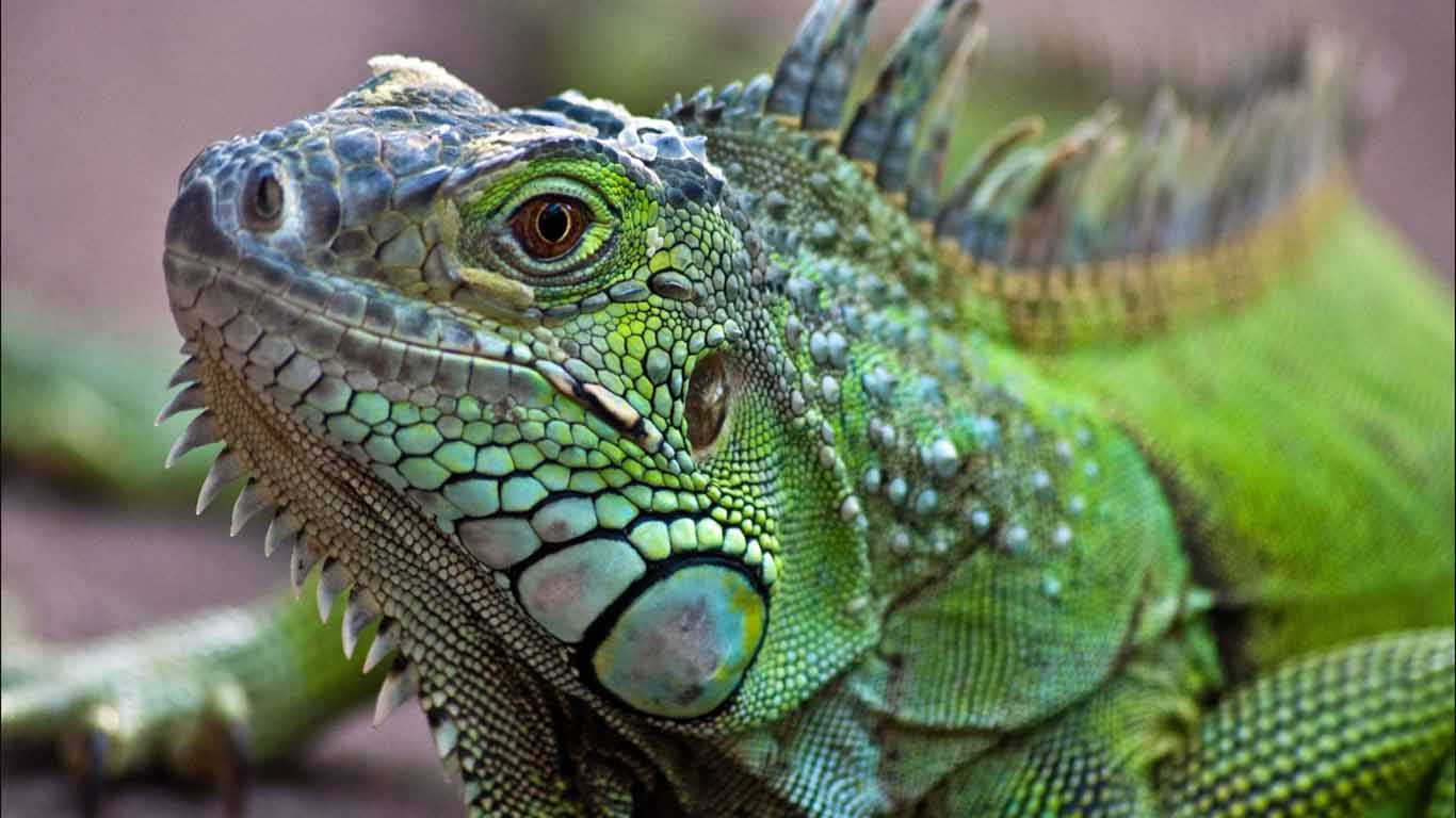 Contoh hewan ovovivipar iguana