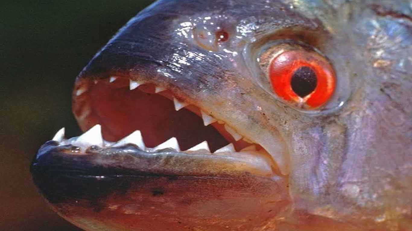 contoh hewan karnivora Ikan Piranha