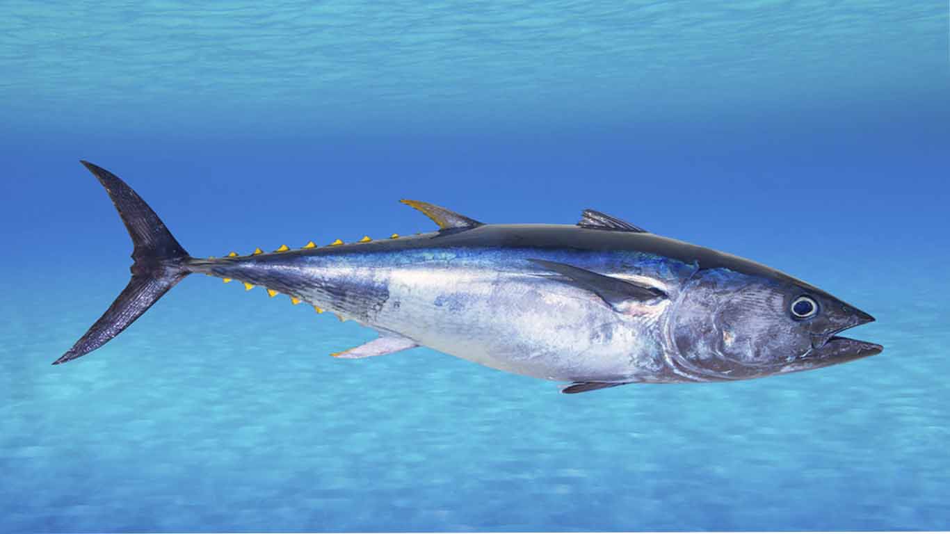 Contoh hewan karnivora Ikan Tuna