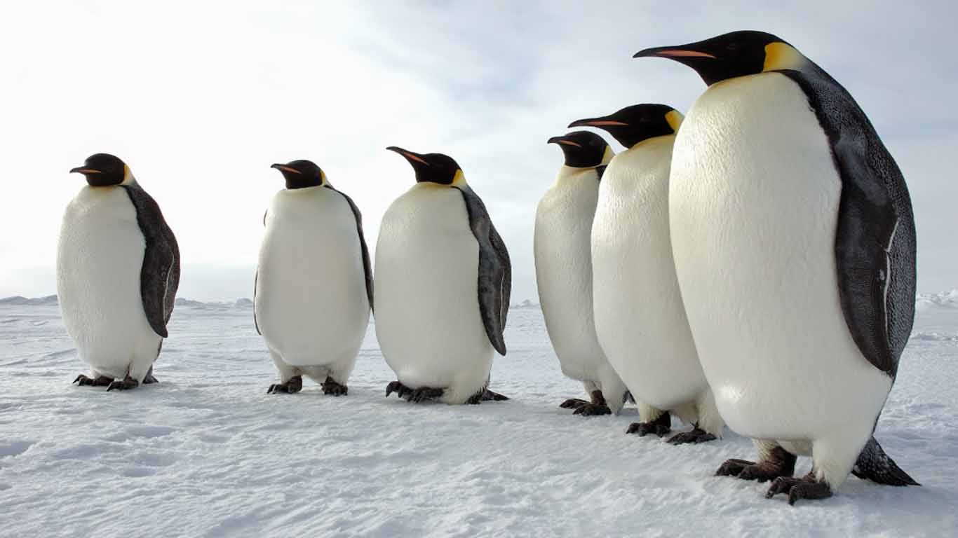 Contoh hewan karnivora Pinguin