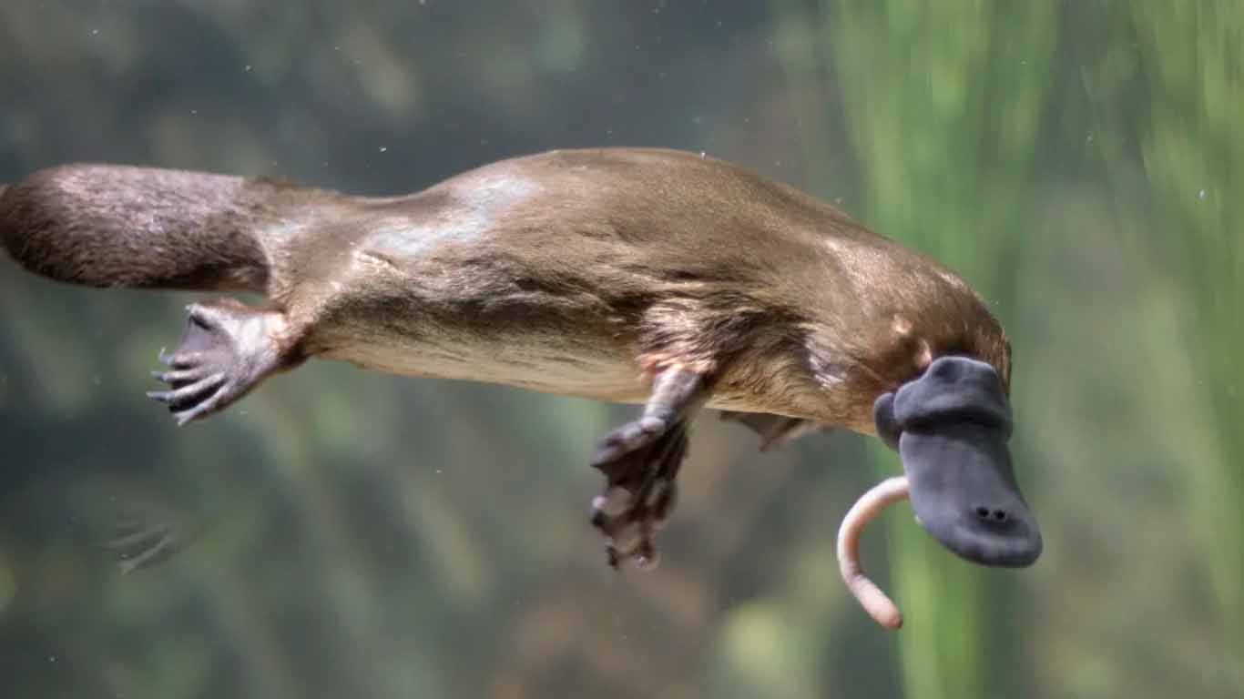 Platypus