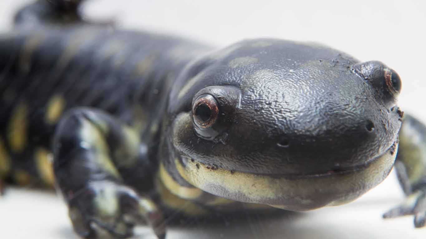 Salamander