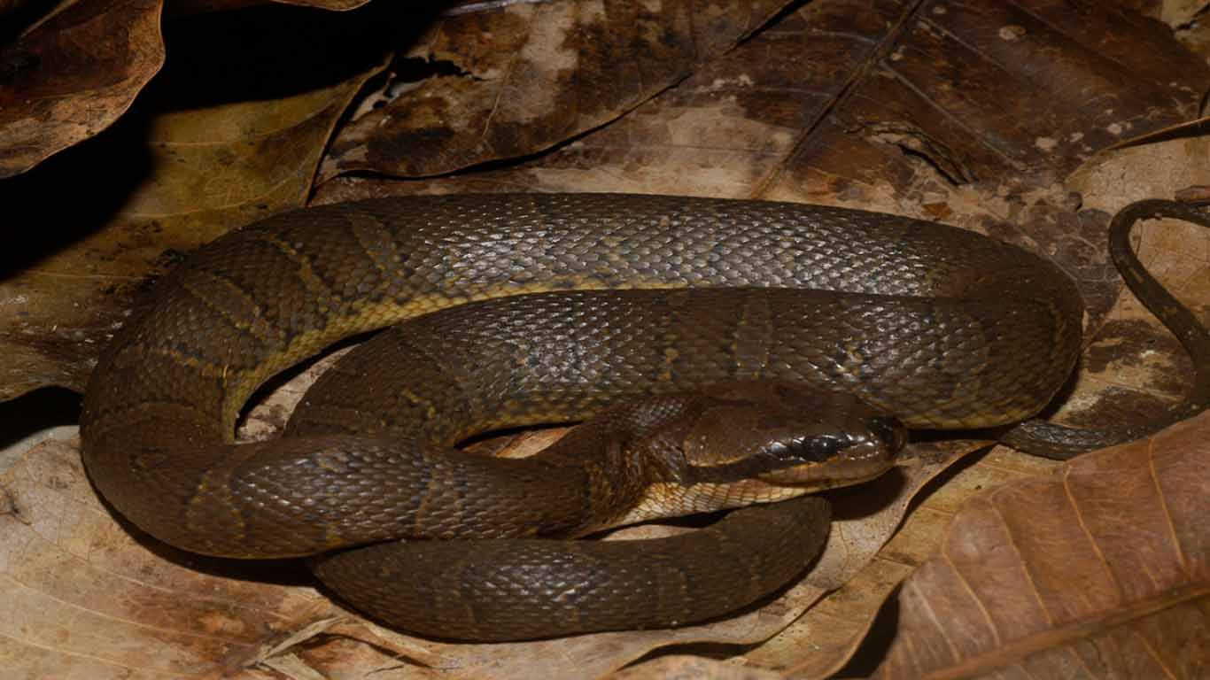 Contoh hewan ovovivipar ular Kadut