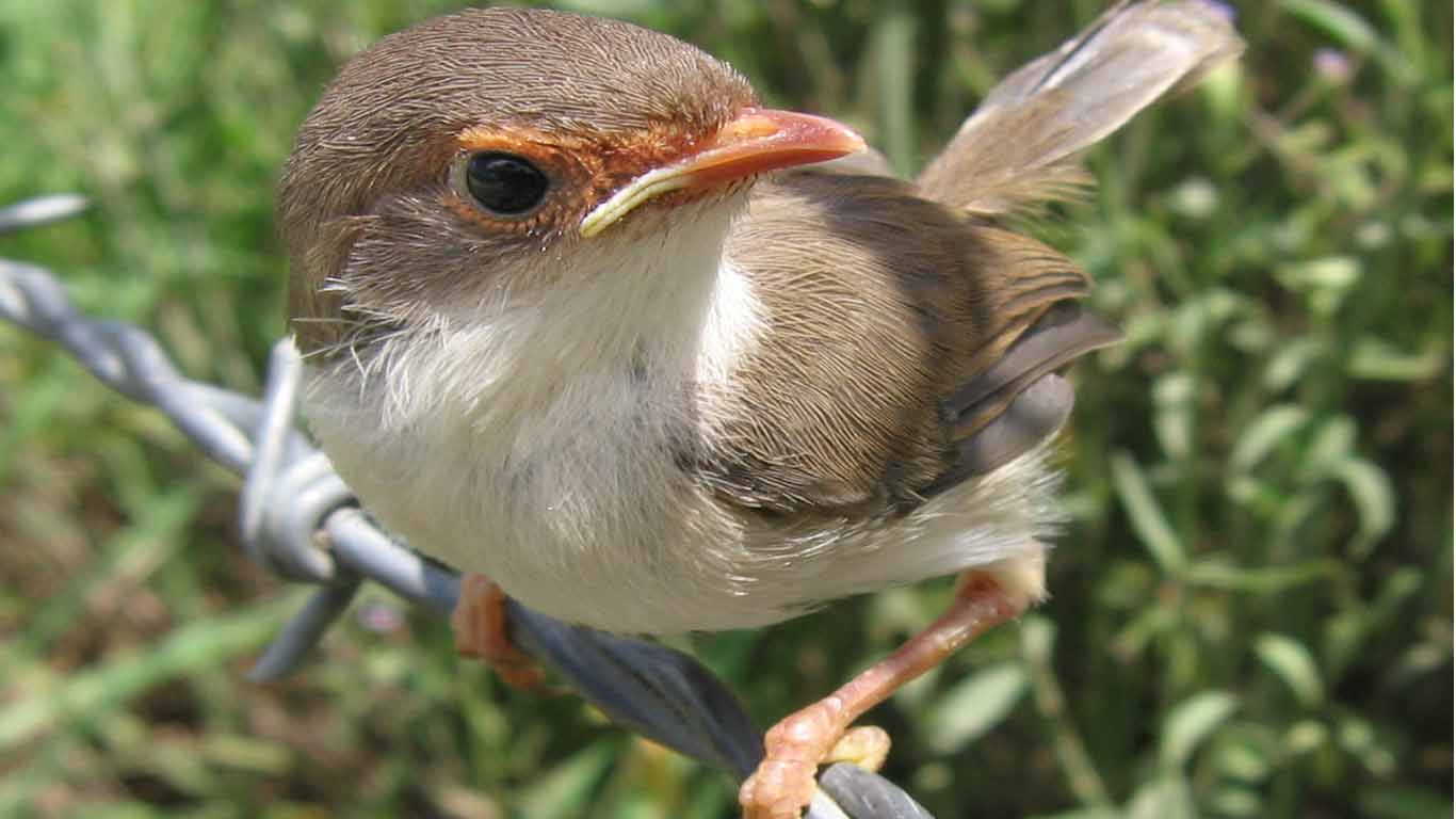 Burung (Aves)