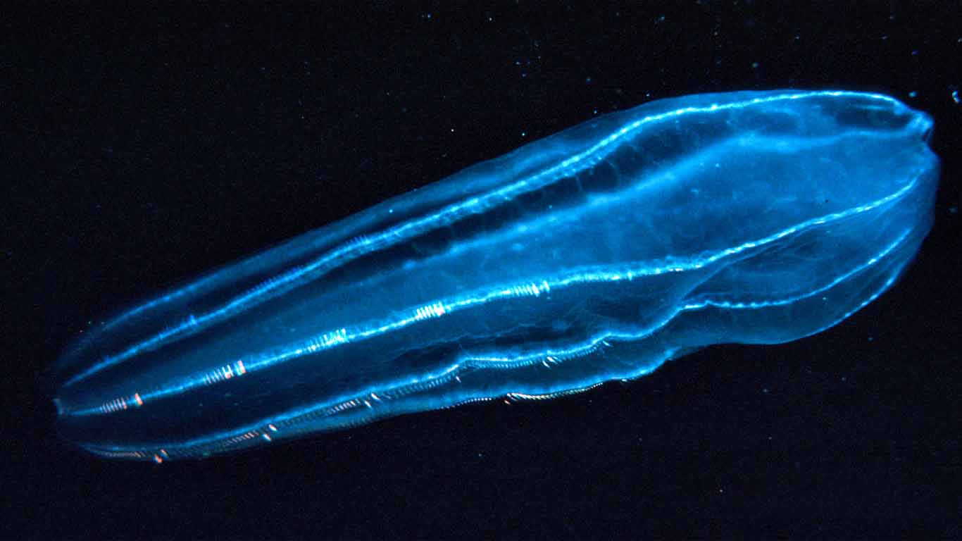 Filum Ctenophora