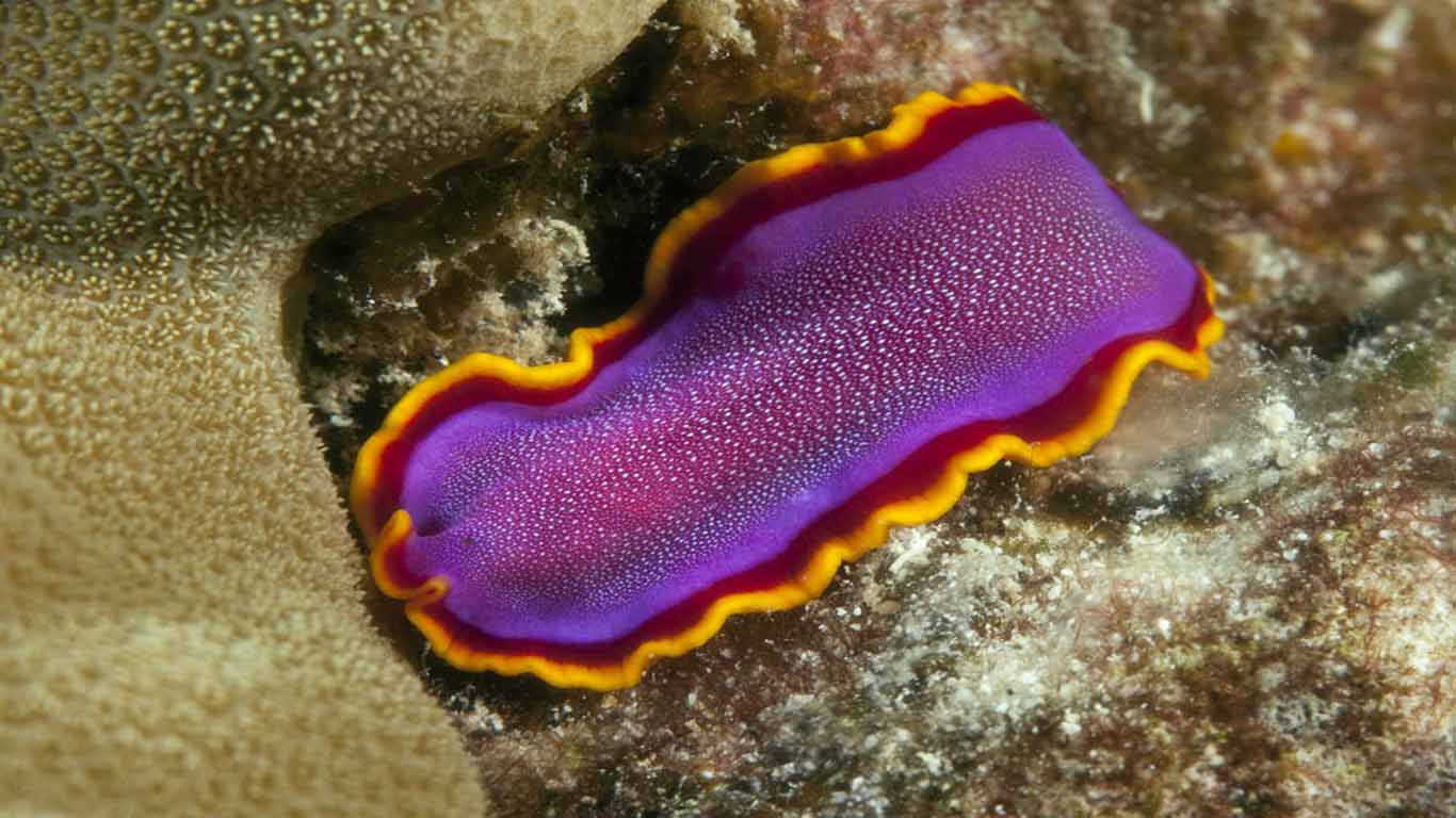 Contoh Hewan Invertebrata dan Vertebrata Filum Platyhelminthes