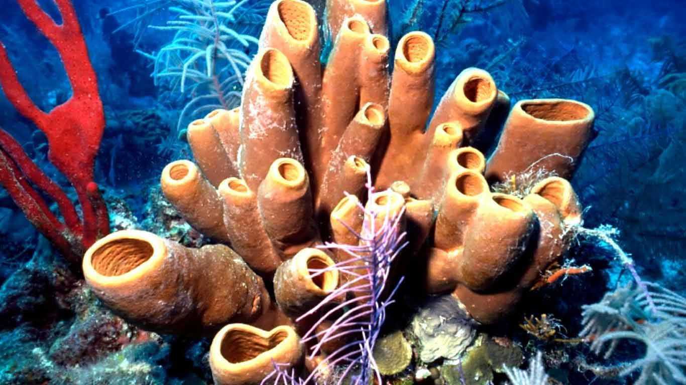 Contoh Hewan Invertebrata dan Vertebrata Filum Porifera