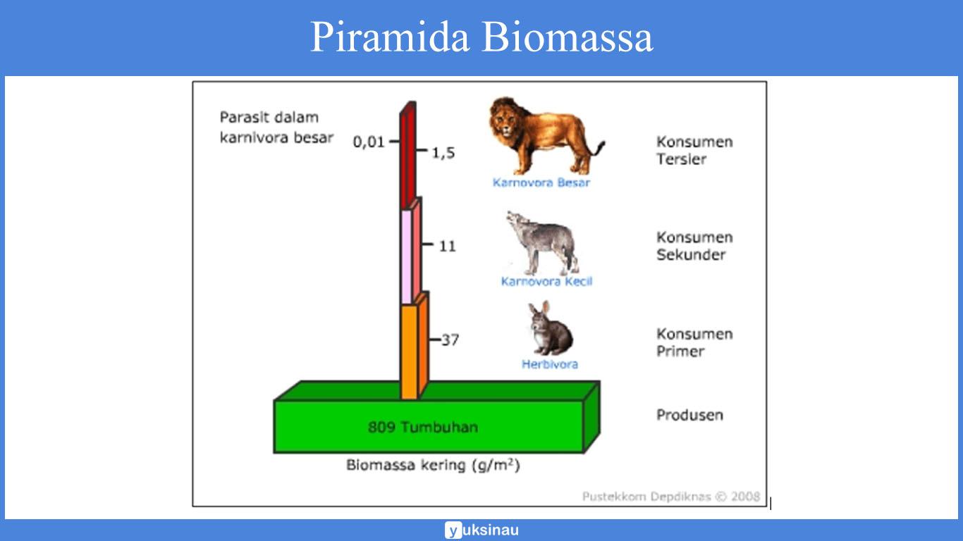 Piramida Biomassa