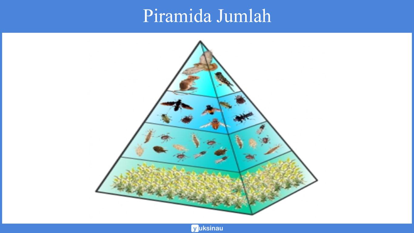 Piramida Jumlah