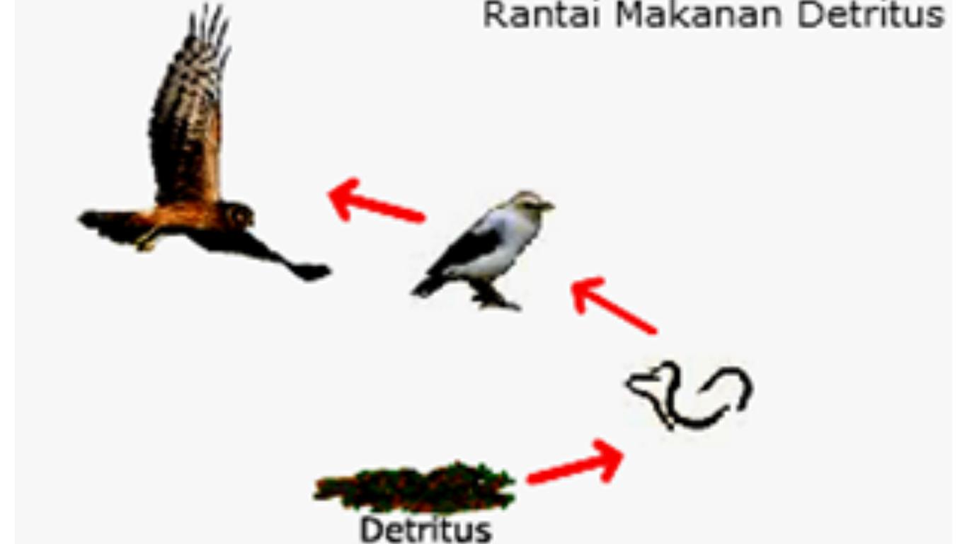 Rantai Makanan Detritus