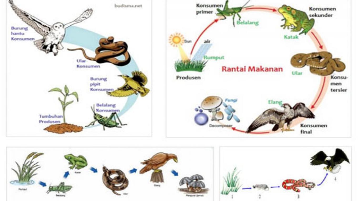 Rantai Makanan di Kebun