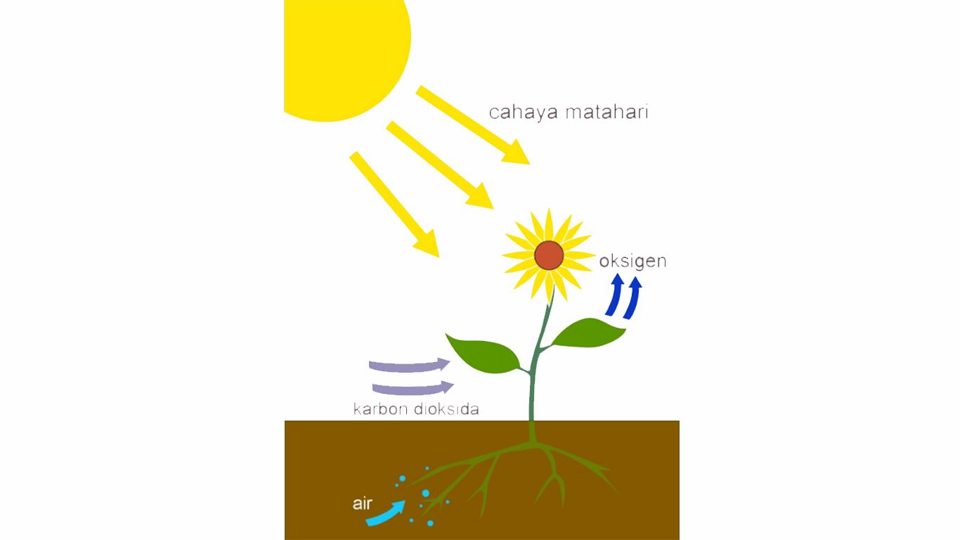 hasil photosynthesis