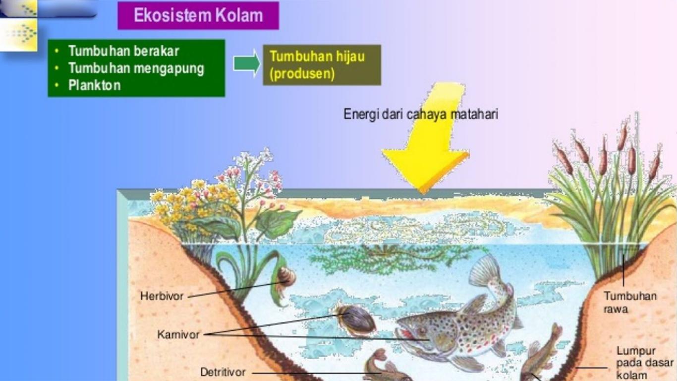 kolam