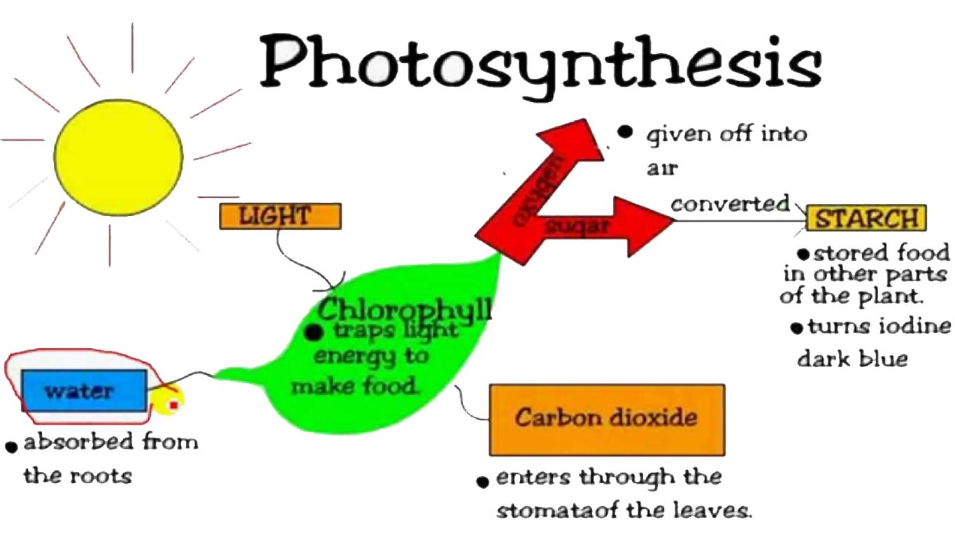 proses fotosintesis secara singkat