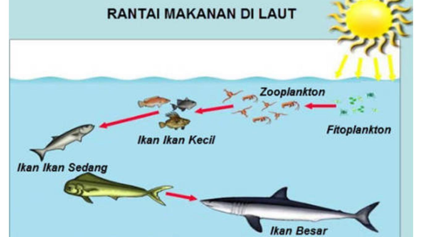 rantai makanan di laut