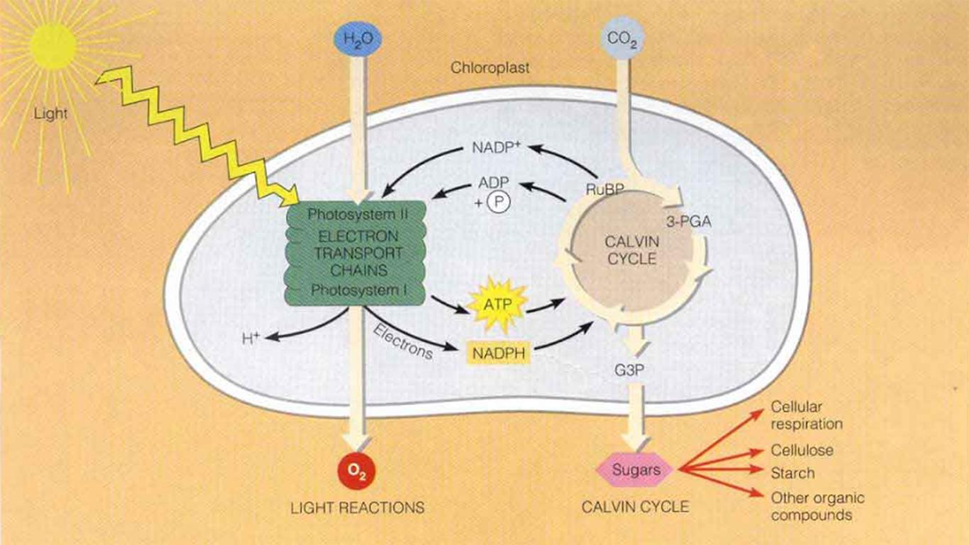 reaksi fotosintesis