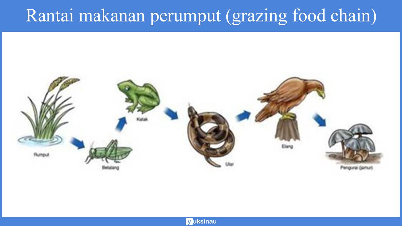 soal rantai makanan