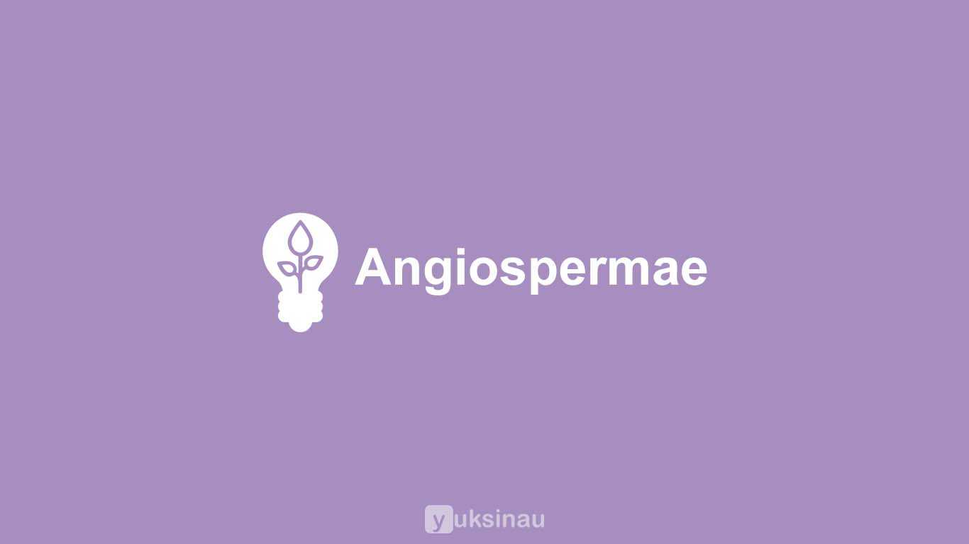 Angiospermae