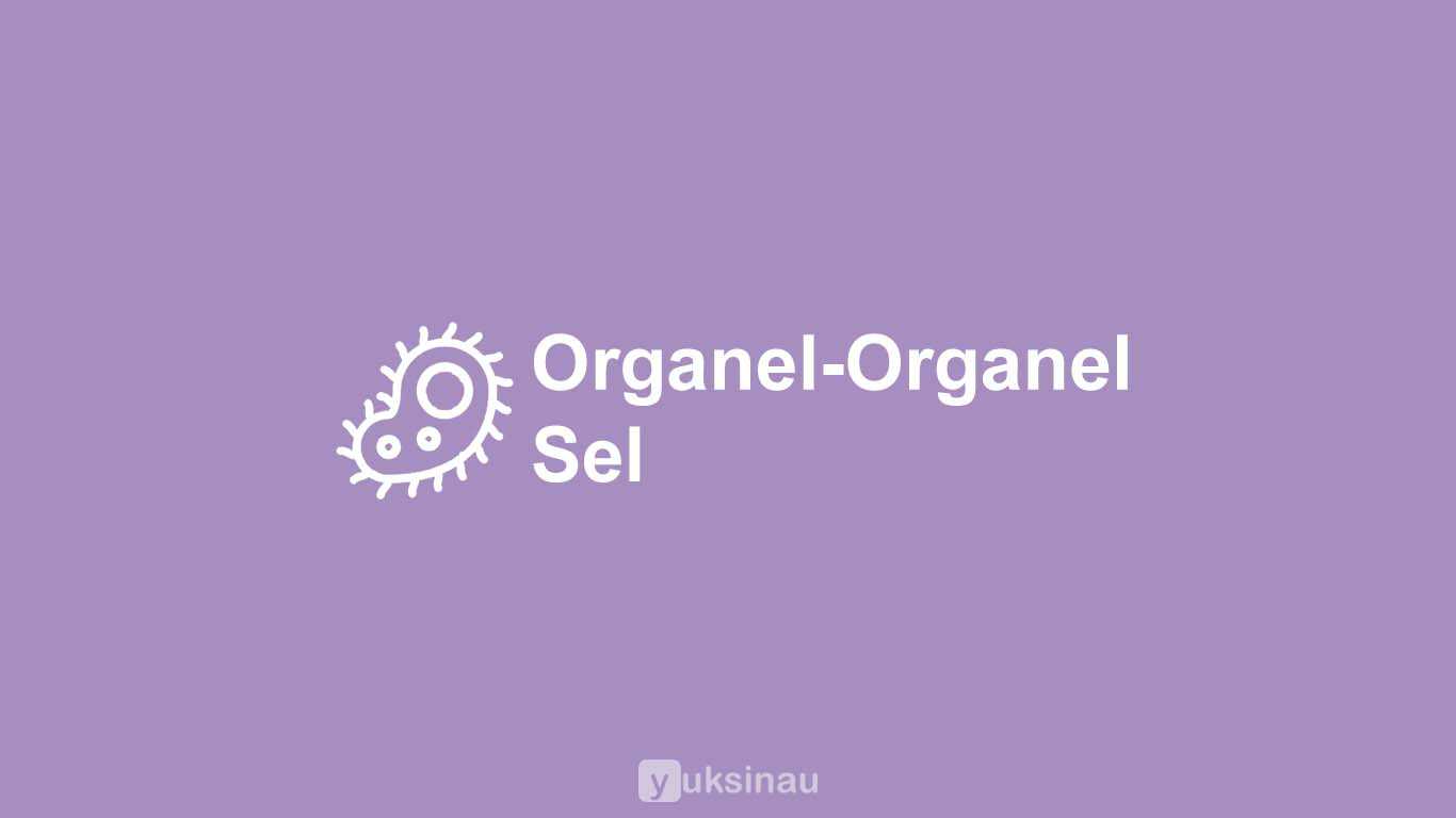 Organel-Organel Sel