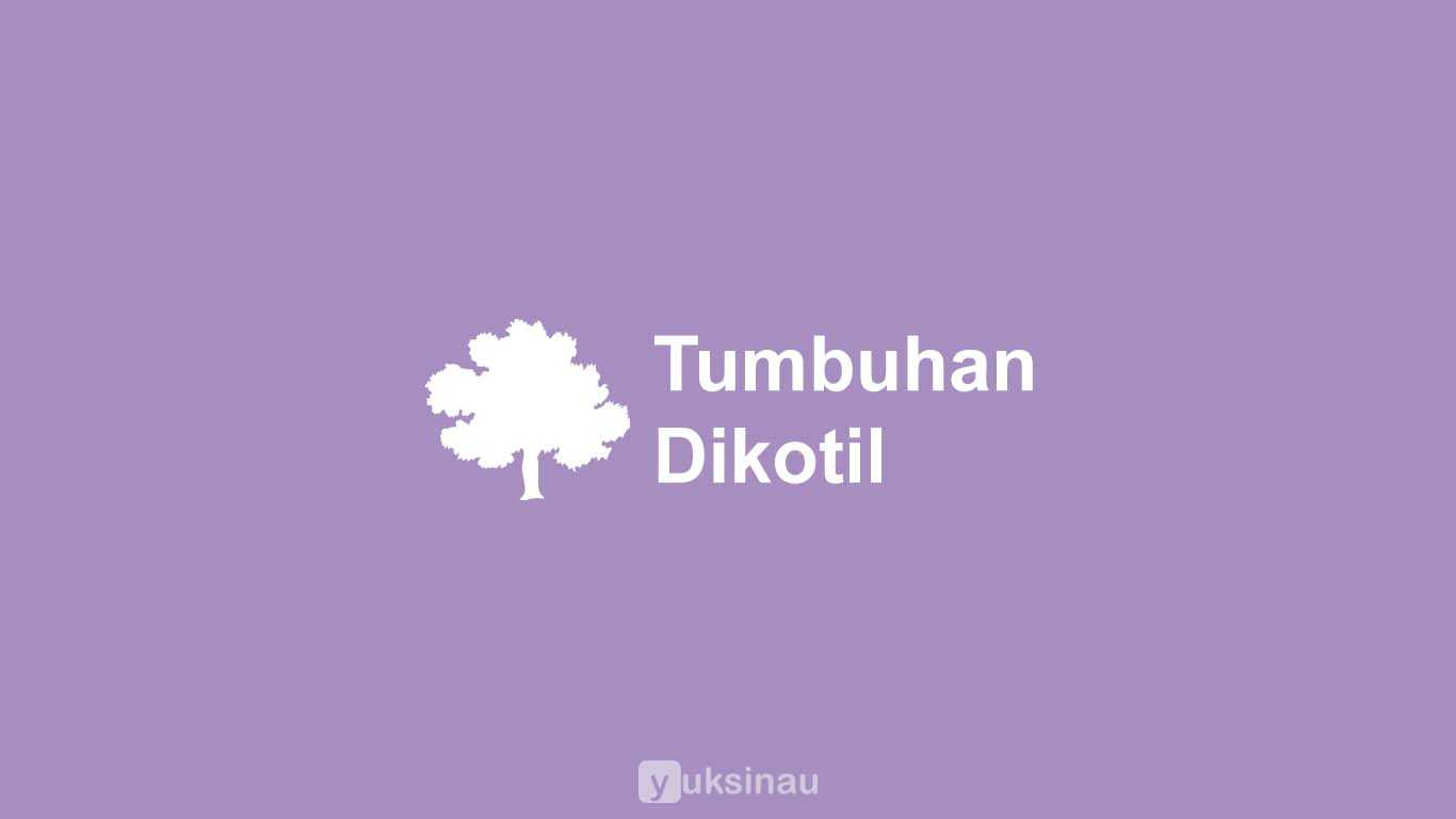 Tumbuhan Dikotil