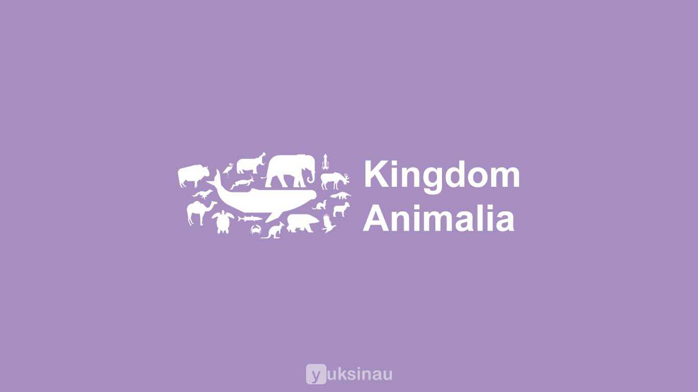 Kingdom Animalia