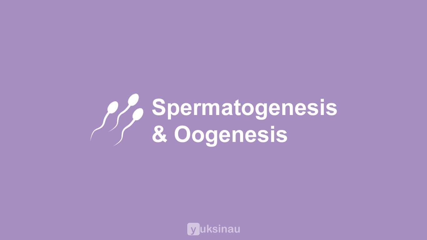 Perbedaan Spermatogenesis dan Oogenesis