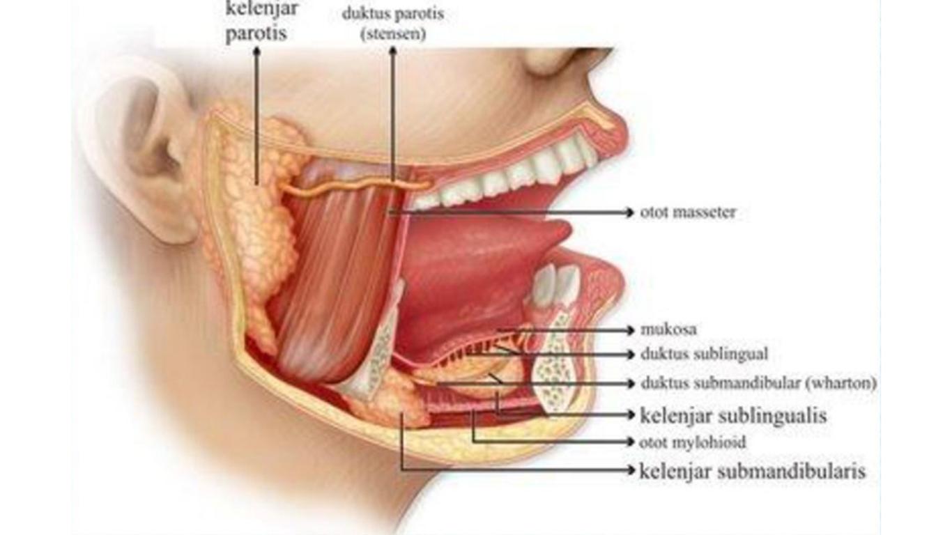 anatomi sistem pencernaan