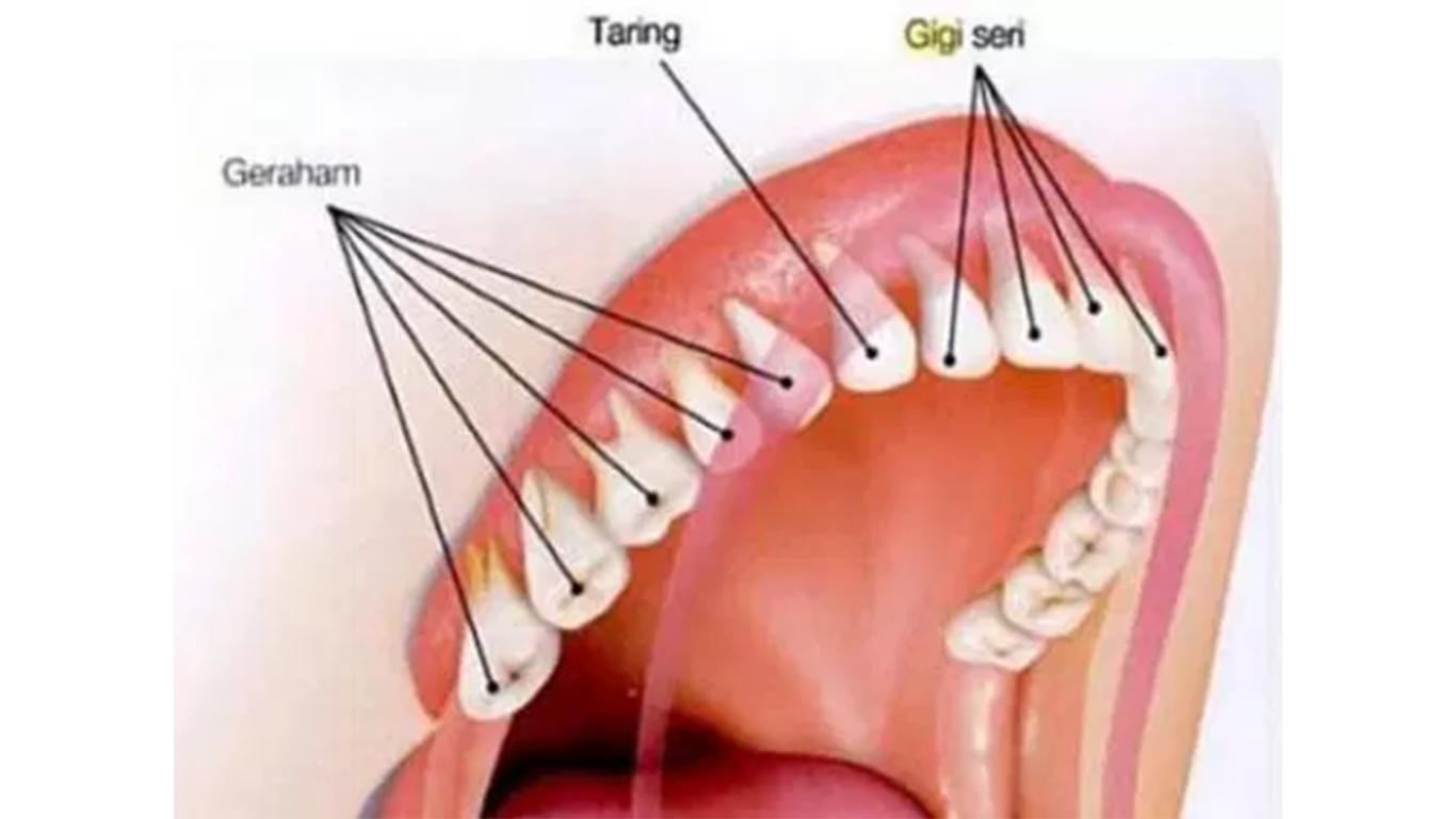 gambar sistem pencernaan manusia