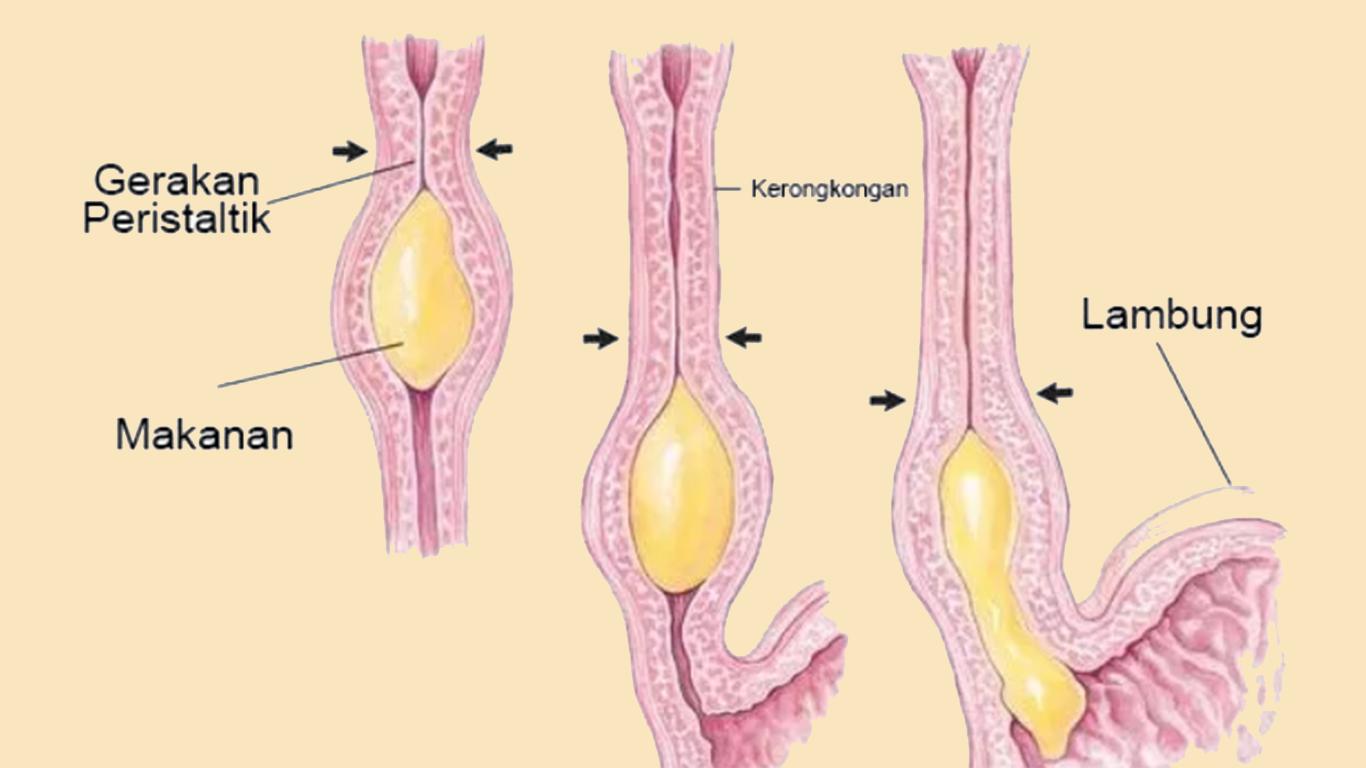 sistem pencernaan manusia dan fungsinya