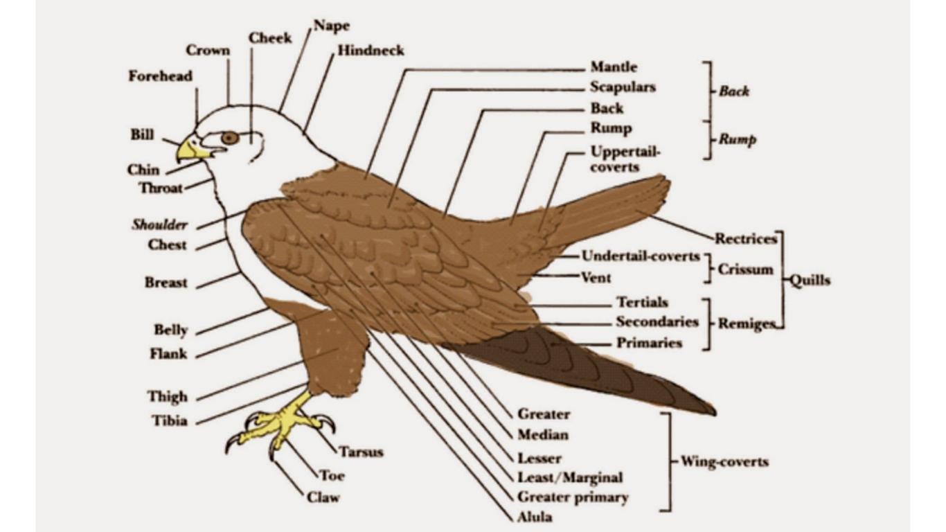 Klasifikasi Aves