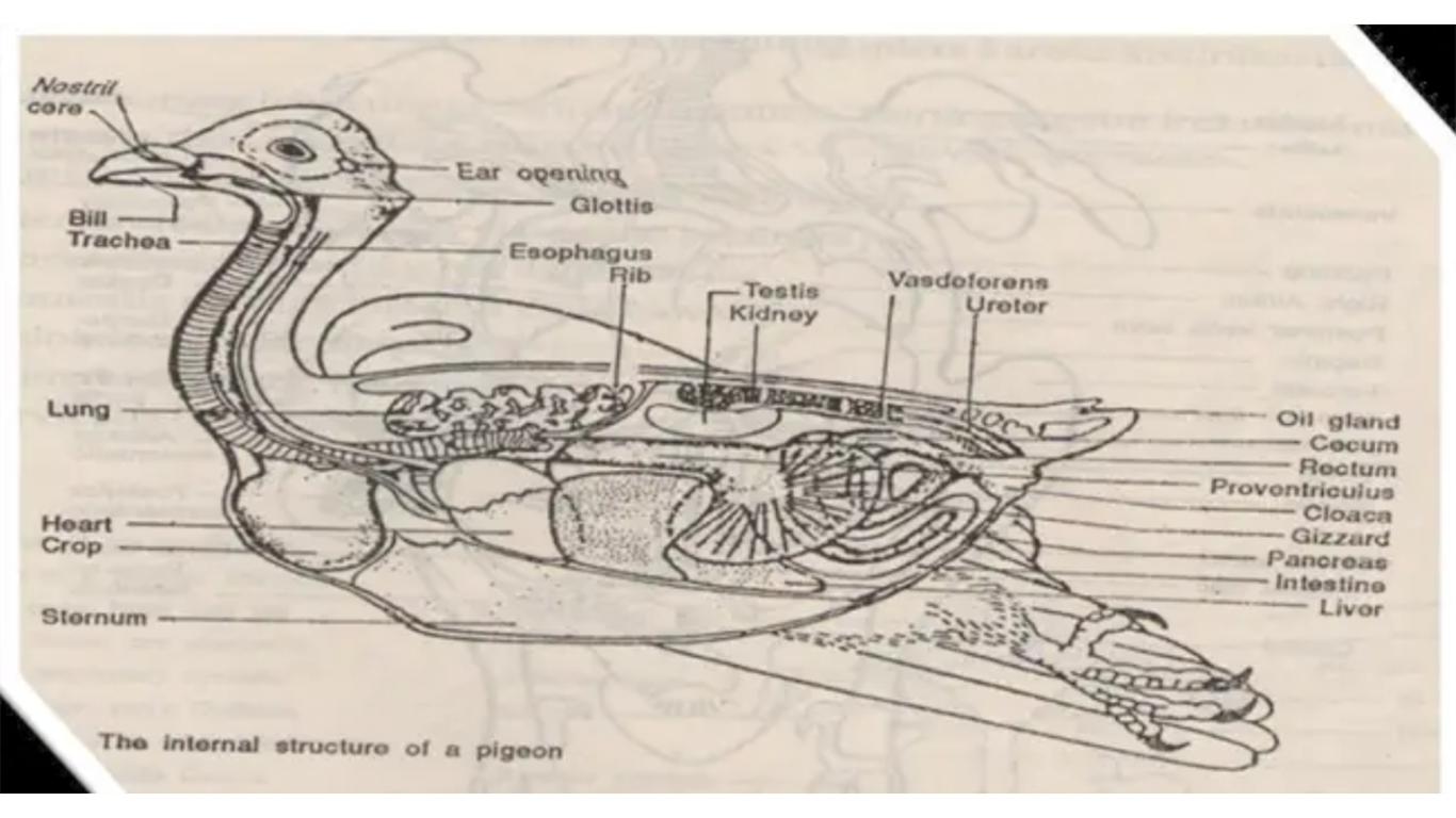 sistem pencernaan aves