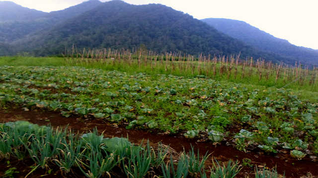 ladang