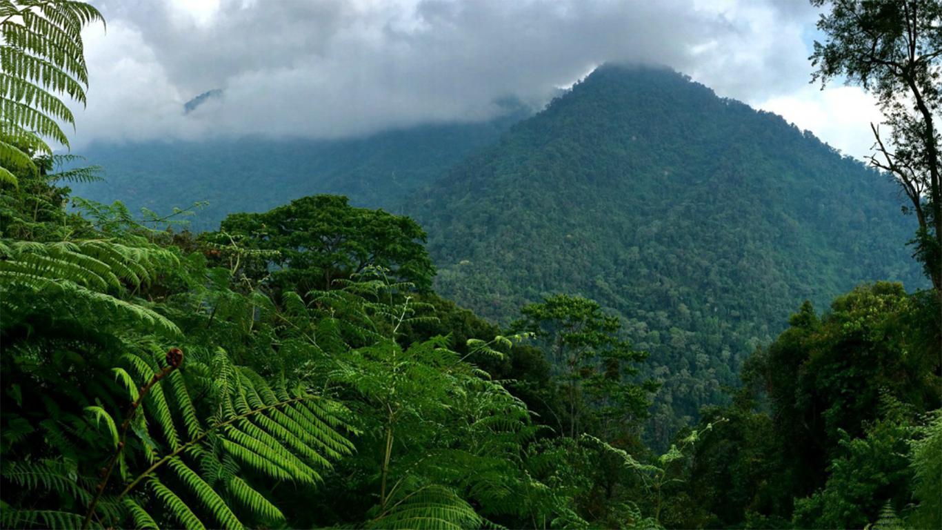 Contoh Teks Laporan Hasil Observasi Tentang Hutan