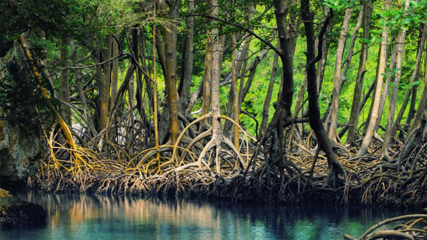 Hutan Mangrove di Papua