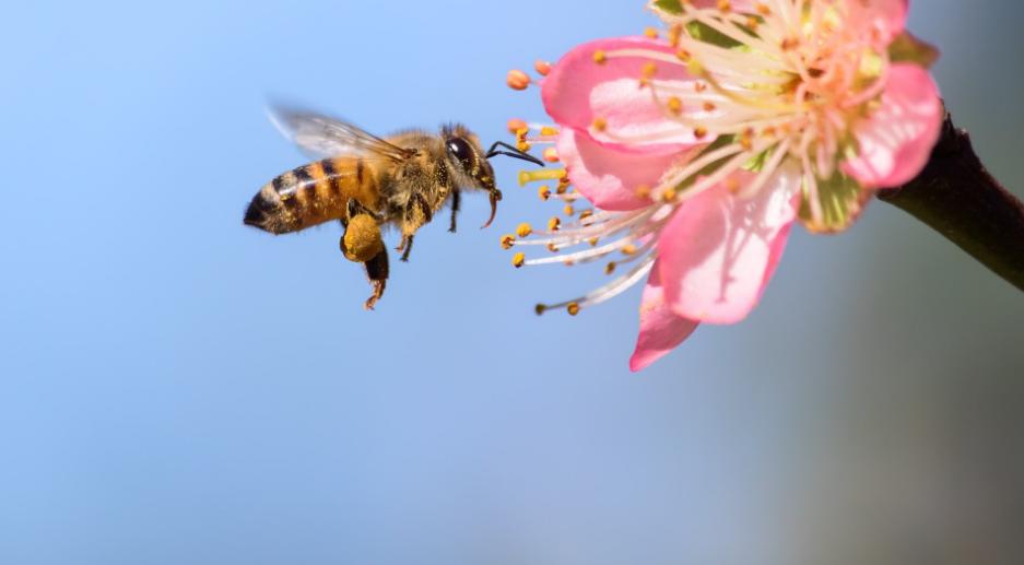 bee and flower