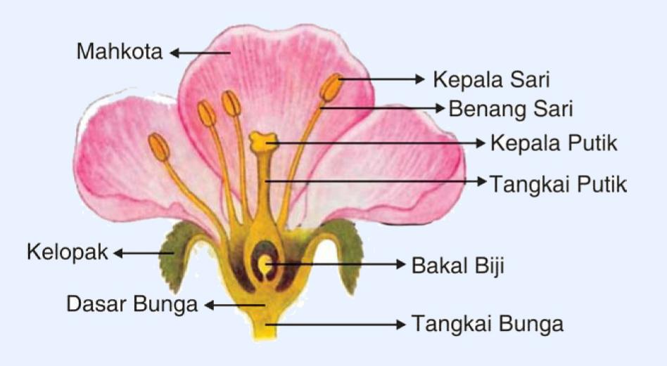 bunga adalah