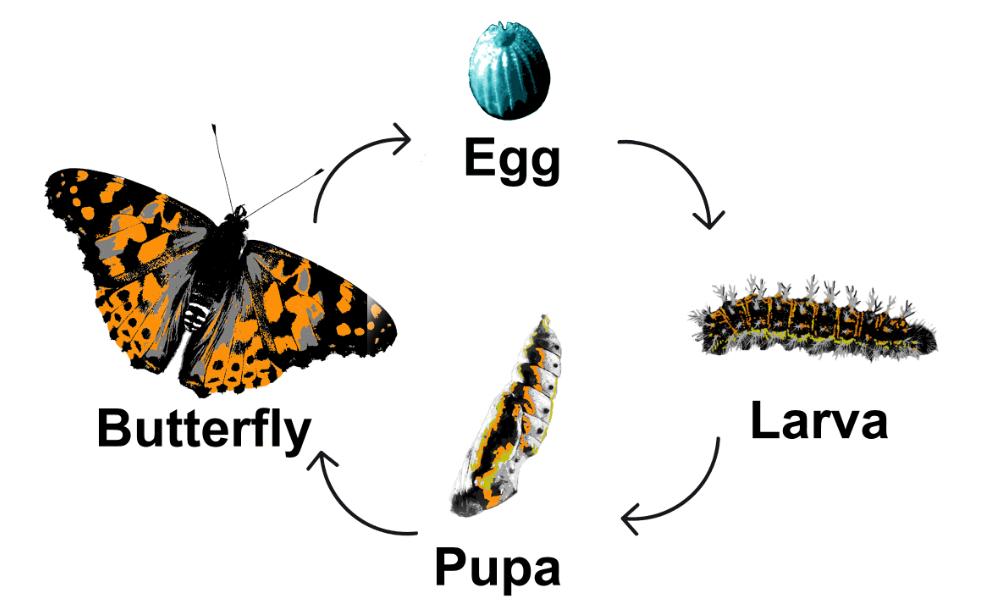 butterfly metamorphosis