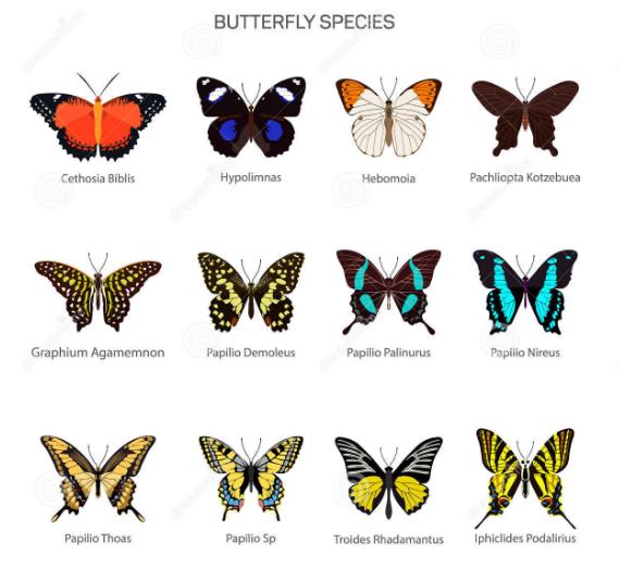 butterfly species