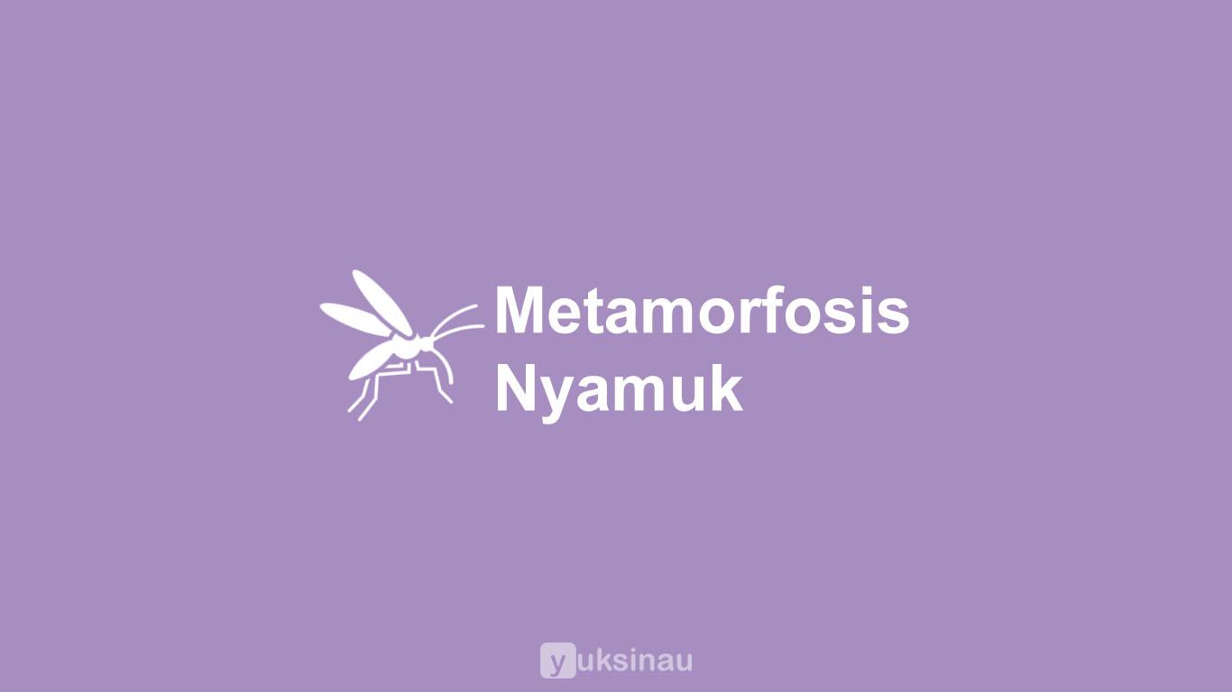 Metamorfosis Nyamuk
