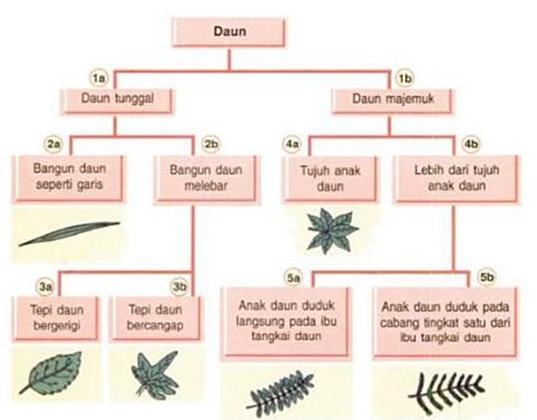 cara membuat kunci determinasi