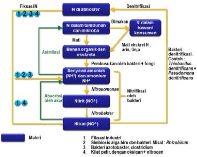 daur nitrogen dan penjelasannya