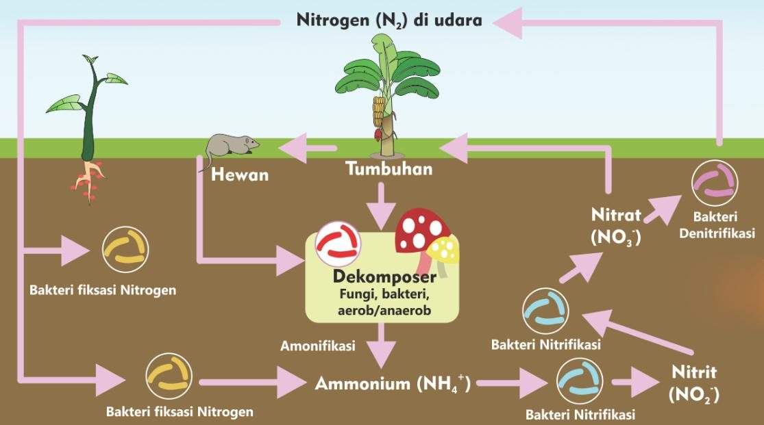 daur nitrogen singkat