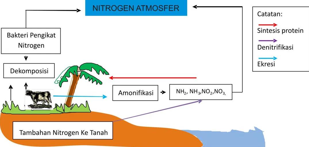 gambar daur nitrogen