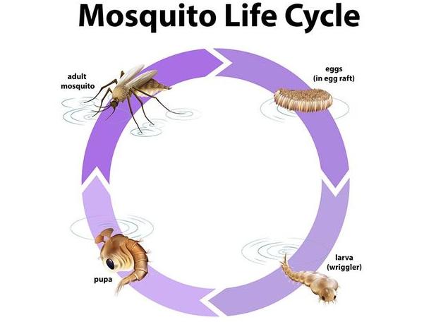metamorfosis nyamuk dan belalang