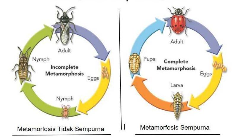 metamorfosis nyamuk pdf