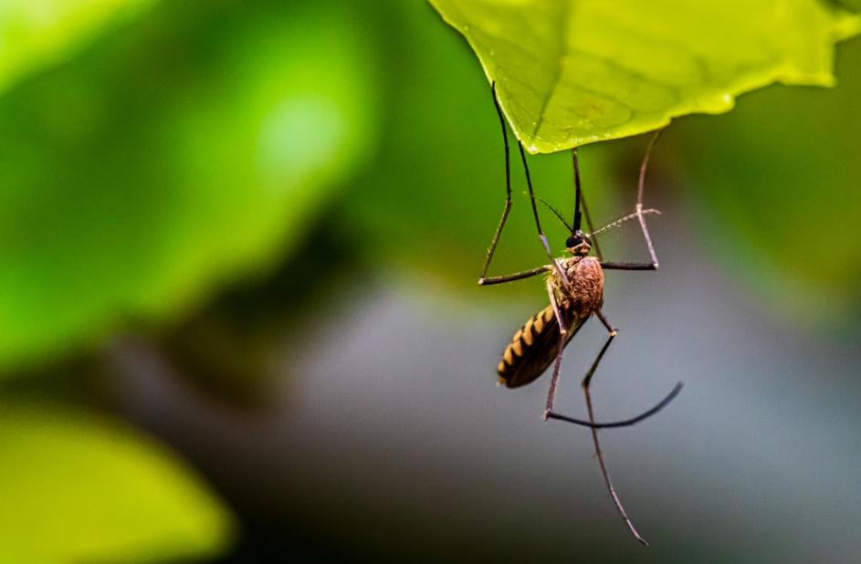 mosquito metamorphosis