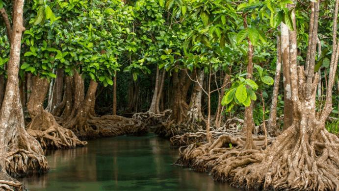Hutan Bakau atau Mangrove
