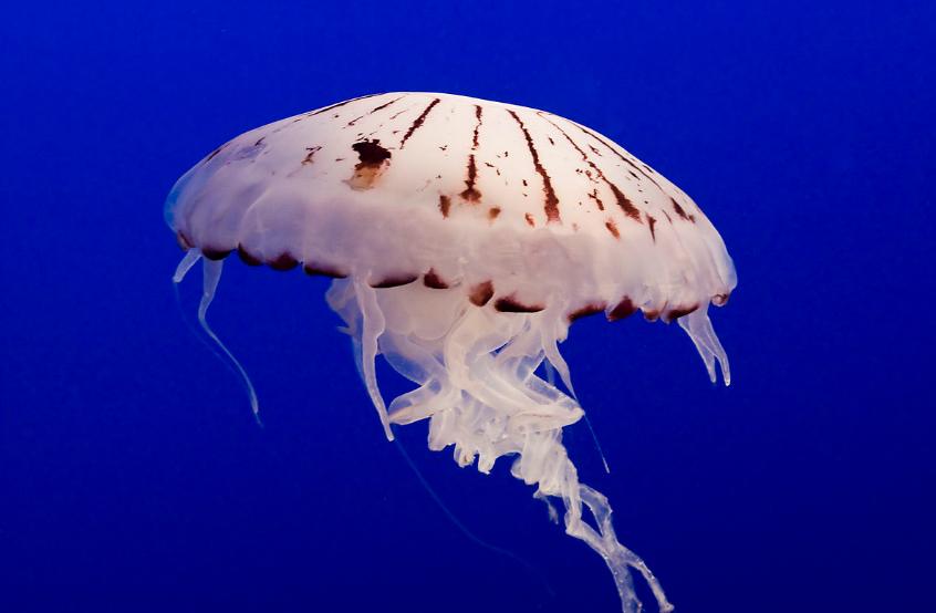 Scyphozoa